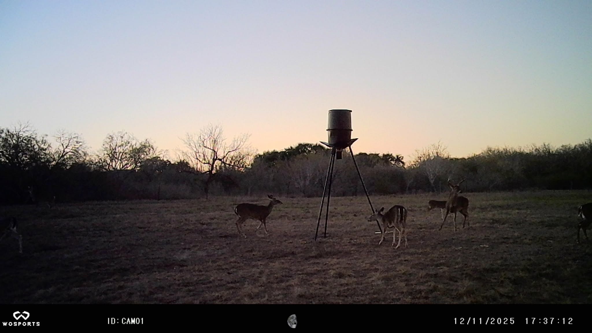 Whitetail deer at feeder at dusk — trail cam photo from 2 Hearts Infinity Ranch