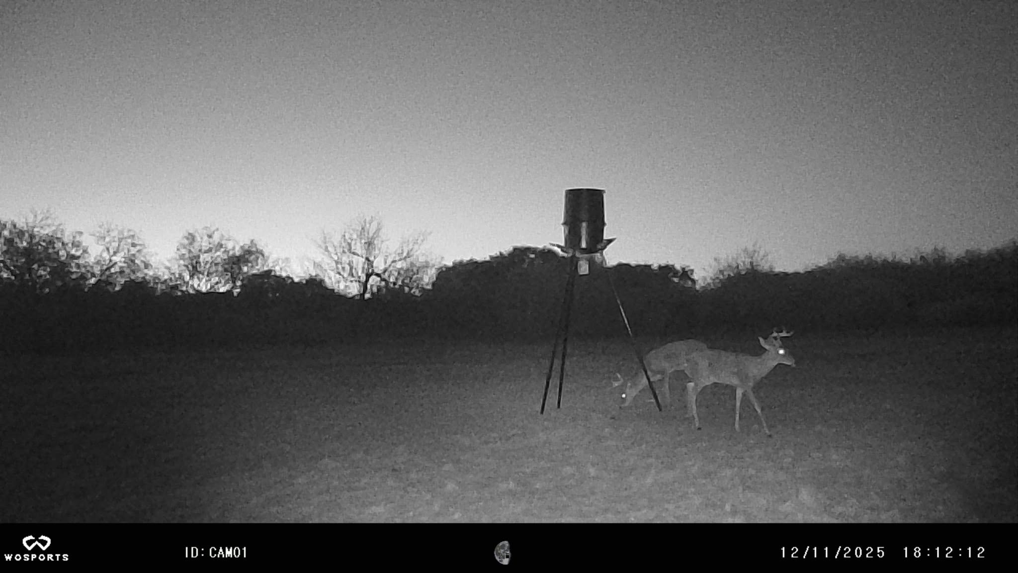Whitetail deer at feeder at night — trail cam photo