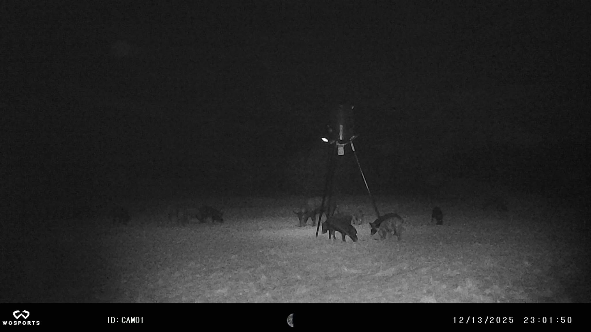 Feral hogs and deer at feeder at night — trail cam photo