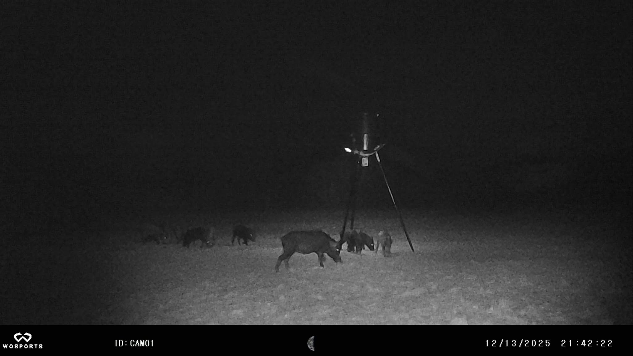 Feral hogs and deer at feeder at night — trail cam photo