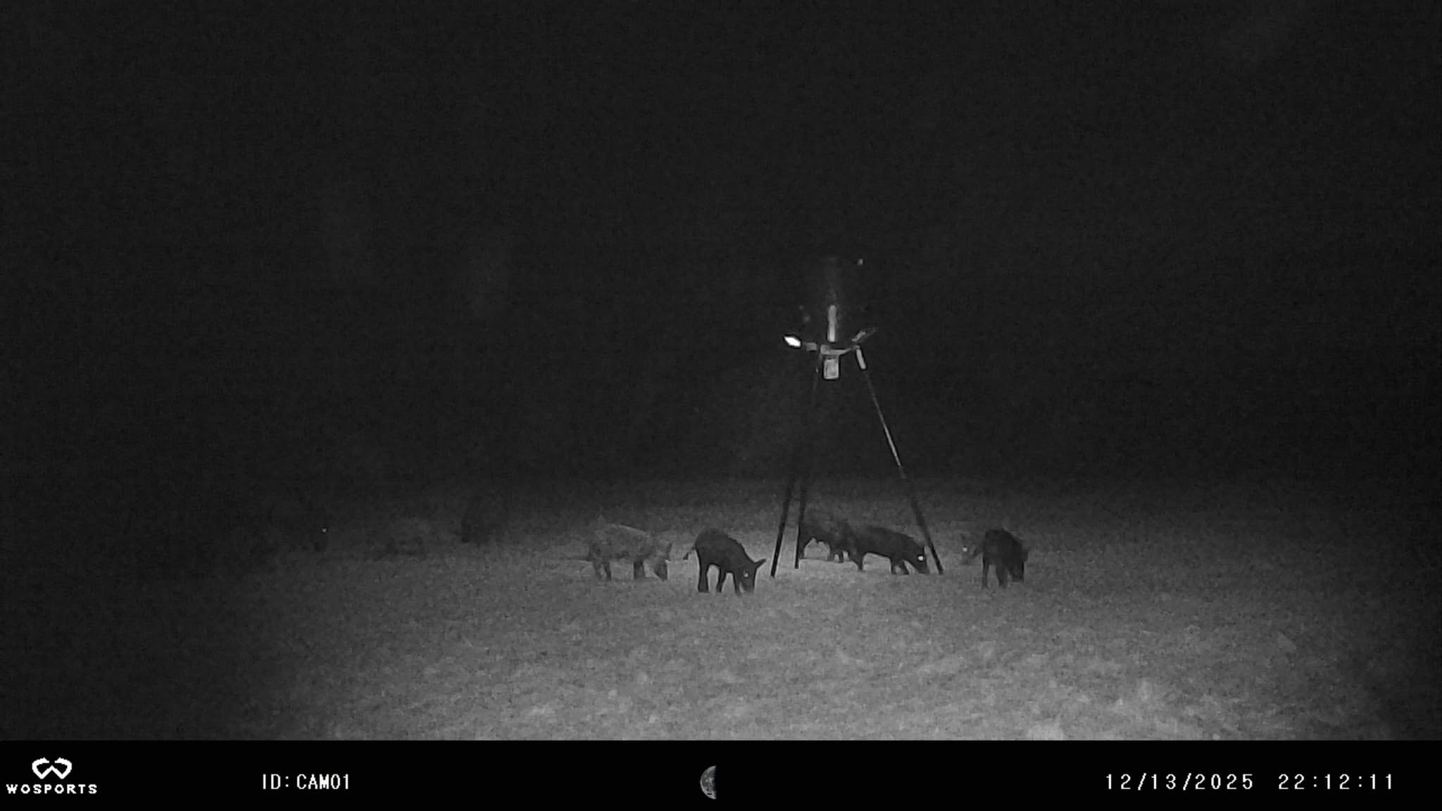 Large sounder of feral hogs at feeder at night — trail cam photo